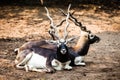 Indian Black Buck Antelope