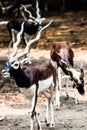 Indian Black Buck Antelope