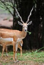 Indian Black buck