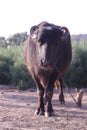 Indian black buffalo in farm with iron chain Royalty Free Stock Photo