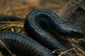 An indian black cobra snake Royalty Free Stock Photo