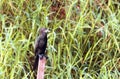 Indian Black Cormorant