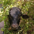Indian black cow using green plants as a heat reducer