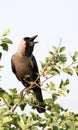 Indian black crow Royalty Free Stock Photo