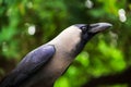 Indian black crow Royalty Free Stock Photo