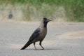 Indian black crow Royalty Free Stock Photo