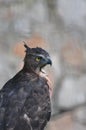 Indian black eagle Royalty Free Stock Photo