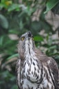 Indian black eagle Royalty Free Stock Photo