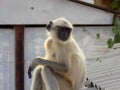 indian black face monkey  in indian village monkey Royalty Free Stock Photo
