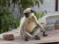 indian black face monkey  in indian village monkey Royalty Free Stock Photo