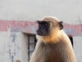 indian black face monkey  in indian village monkey Royalty Free Stock Photo