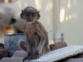 indian black face monkey  in indian village monkey Royalty Free Stock Photo