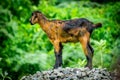Indian black goat Royalty Free Stock Photo