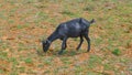 Indian Black Goat Is Eating Grass In A Field. Looking Glittering In Sunlight.