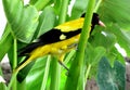 Indian black-hooded oriole