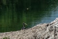 A Indian black ibis bird Royalty Free Stock Photo