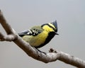 Indian black-lored tit