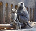 Indian black monkey sitting with baby and looking up