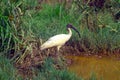 Indian Black-necked ibis