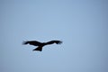 Indian black pariah kite flying in the sky