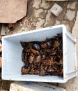 Indian black rock crabs for sale on a roadside Royalty Free Stock Photo