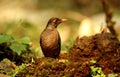 Indian blackbird, Turdus merula, female, Ganeshgudi, Karnataka, India Royalty Free Stock Photo