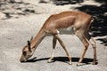 Indian blackbuck (Antilope cervicapra).