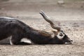 Indian blackbuck (Antilope cervicapra).