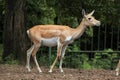 Indian blackbuck (Antilope cervicapra).