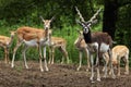 Indian blackbuck (Antilope cervicapra).