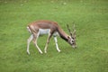 Indian blackbuck Antilope cervicapra