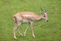 Indian blackbuck Antilope cervicapra