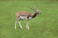 Indian blackbuck Antilope cervicapra