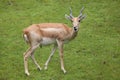 Indian blackbuck Antilope cervicapra