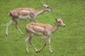 Indian blackbuck Antilope cervicapra