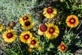 Indian blanket flower