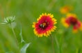 Indian blanket flower having bumblebee guest