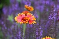 Indian blanket flower Royalty Free Stock Photo