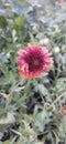 Indian blanket flower with plant Royalty Free Stock Photo