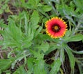 Indian blanket flower plant Royalty Free Stock Photo