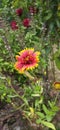 Indian blanket flower with plant Royalty Free Stock Photo