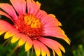 Indian Blanket (Gaillardia pulchella) or Firewheel wildflower selective focus