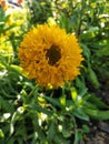 Indian blanket, Gaillardia pulchella (firewheel, Indian blanket, Indian blanket flower, or sundance) Royalty Free Stock Photo