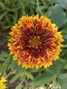 Indian blanket, Gaillardia pulchella (firewheel, Indian blanket, Indian blanket flower, or sundance) Royalty Free Stock Photo