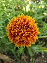 Indian blanket, Gaillardia pulchella (firewheel, Indian blanket, Indian blanket flower, or sundance), single flower Royalty Free Stock Photo