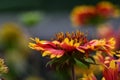 Indian blanket Royalty Free Stock Photo