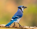 Indian Blue Jay is brightly colored, a symbol of good lucks Royalty Free Stock Photo