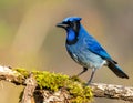 Indian Blue Jay is brightly colored, a symbol of good lucks Royalty Free Stock Photo
