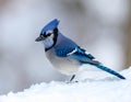 Indian Blue Jay is brightly colored, a symbol of good lucks Royalty Free Stock Photo