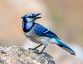 Indian Blue Jay is brightly colored, a symbol of good lucks Royalty Free Stock Photo